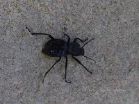[Carabus morbillosus constantinus]